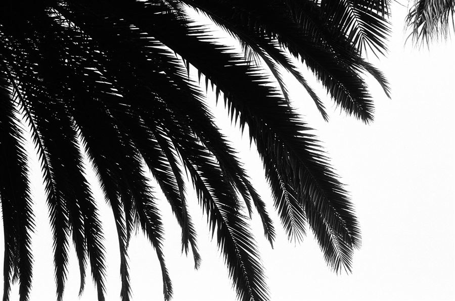June Gloom, plate 14