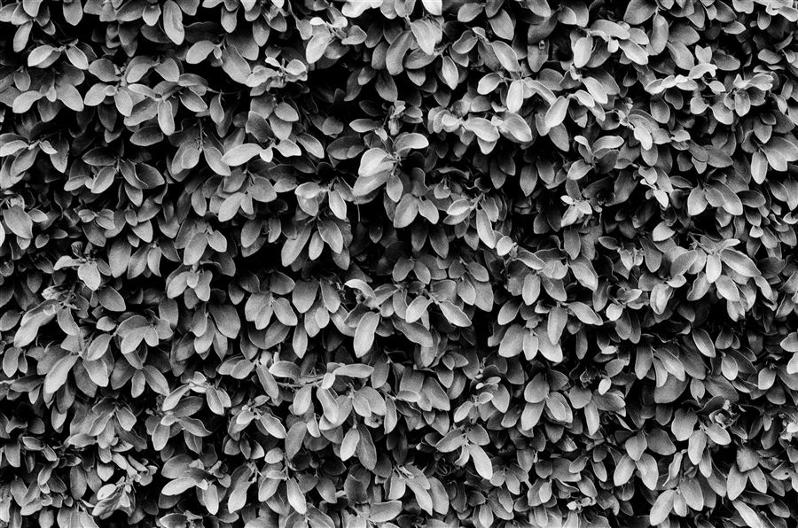 June Gloom, plate 30